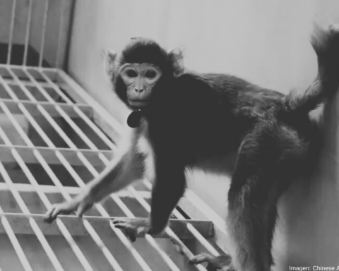 Investigadores mejoran la técnica de clonación de primates en China
