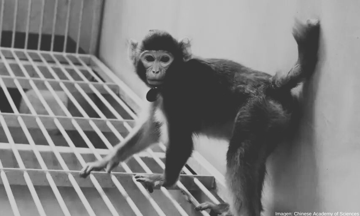 Investigadores mejoran la técnica de clonación de primates en China