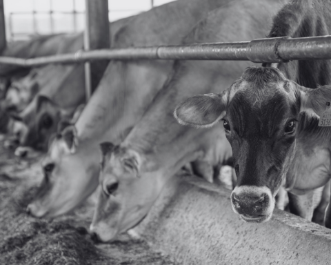 Logran convertir metanol de carbón en proteína para la alimentación animal