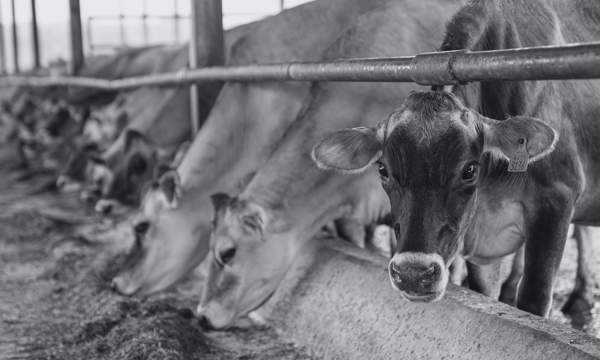 Logran convertir metanol de carbón en proteína para la alimentación animal