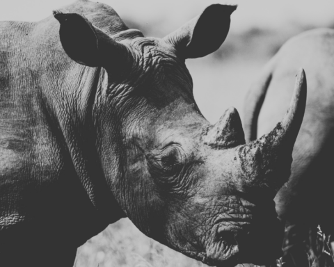 Aumenta la Caza Furtiva de Rinocerontes en Sudáfrica