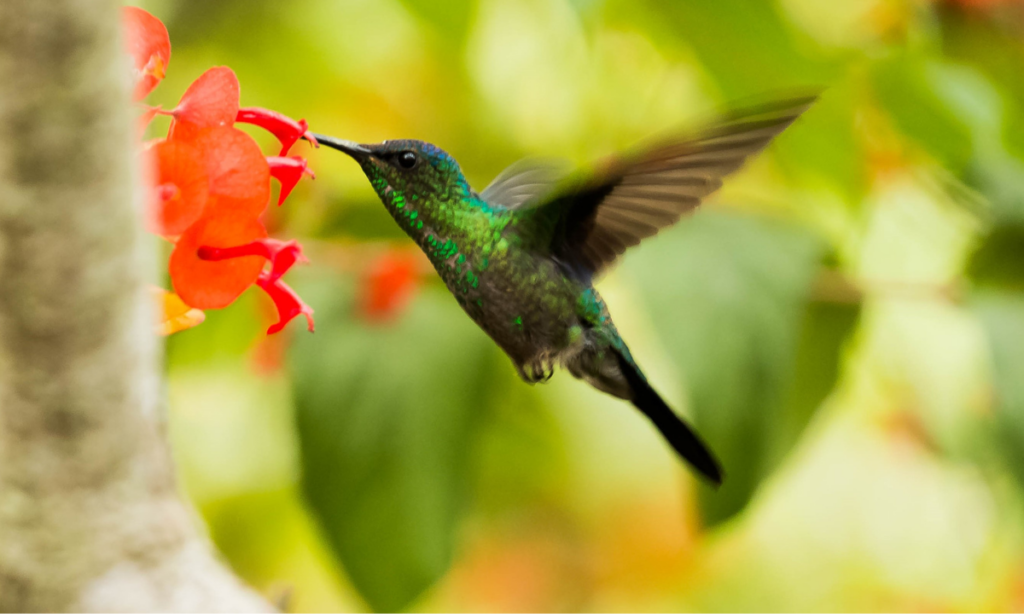 Colibríes al borde de la extinción por amarres de amor