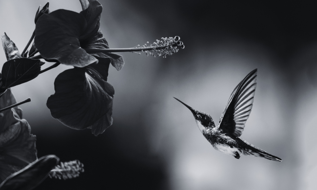 Colibríes al borde de la extinción por amarres de amor