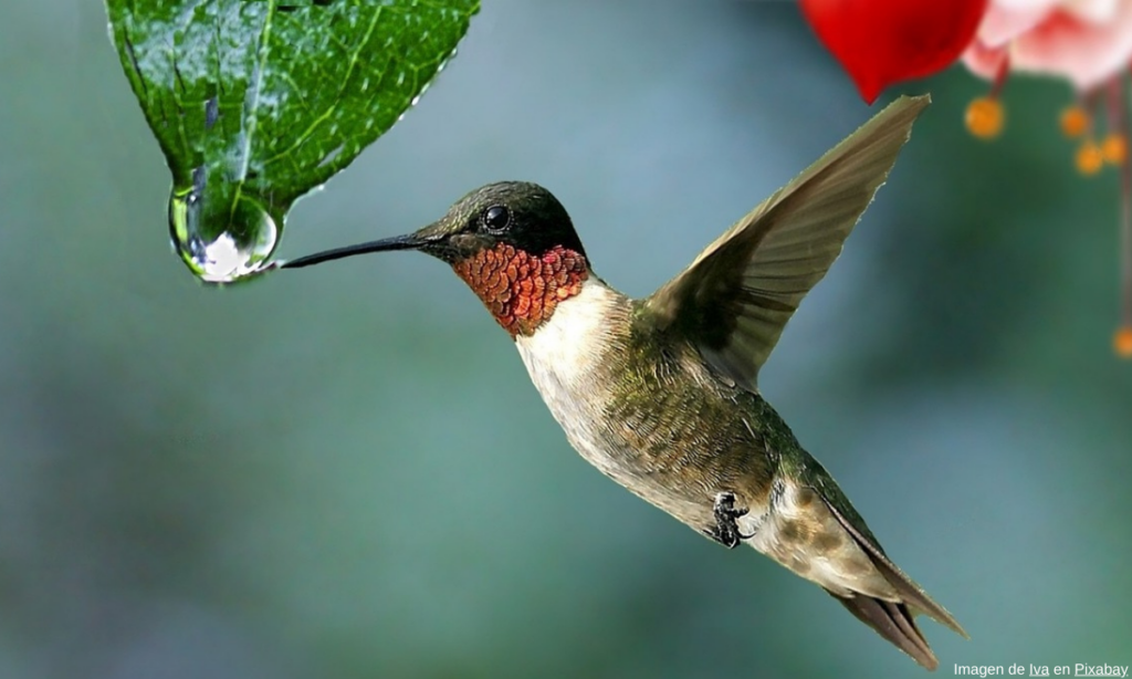 Colibríes al borde de la extinción por amarres de amor