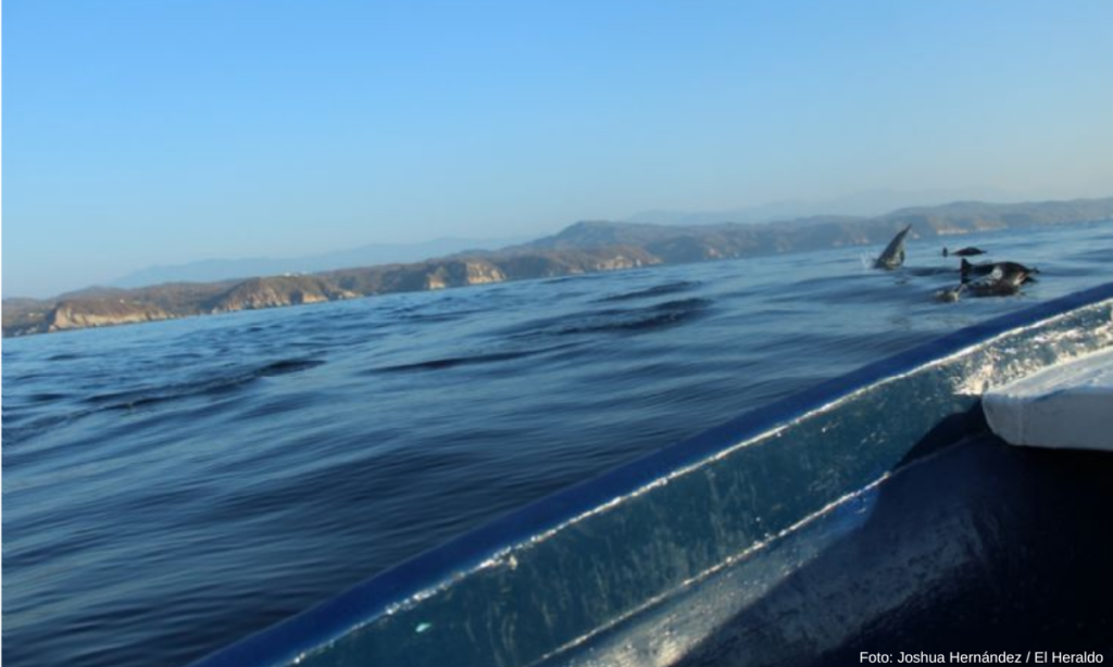 Alerta entre Pescadores de Sonora por Inusual Presencia de Orcas en sus Costas