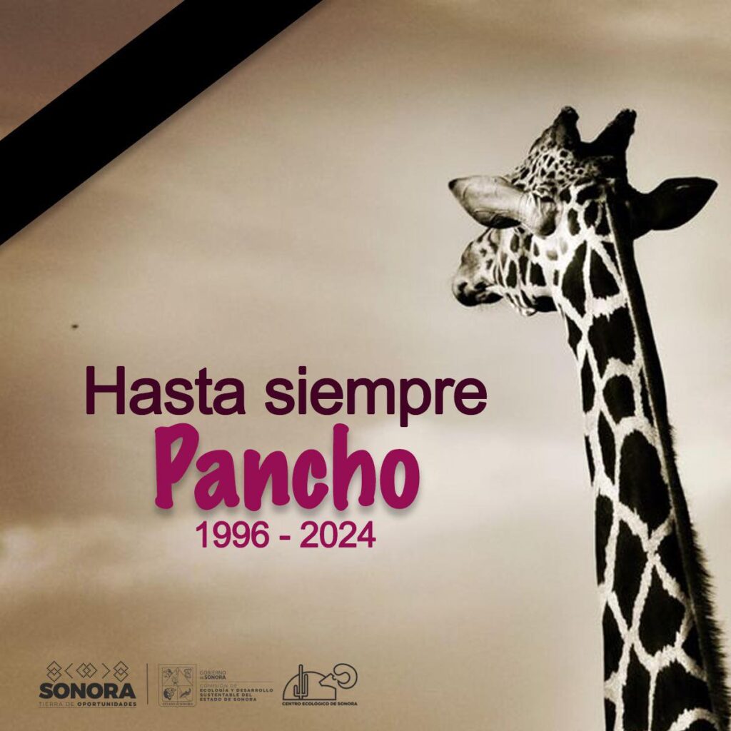 Muere ‘Pancho‘, la jirafa que por 27 años formó parte de la familia del CES