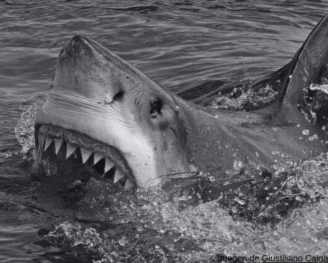 Alertan por presencia de tiburón de 5 metros en playas de Guaymas