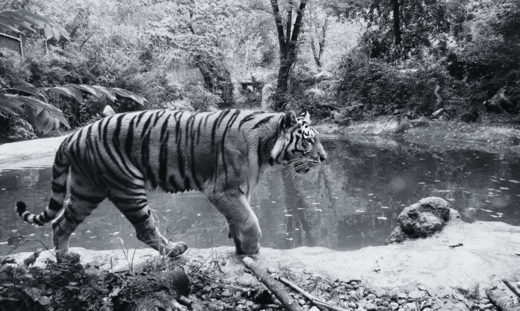 Hallan a tigre decapitado en cascada de Valle de Bravo