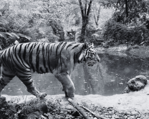 Hallan a tigre decapitado en cascada de Valle de Bravo