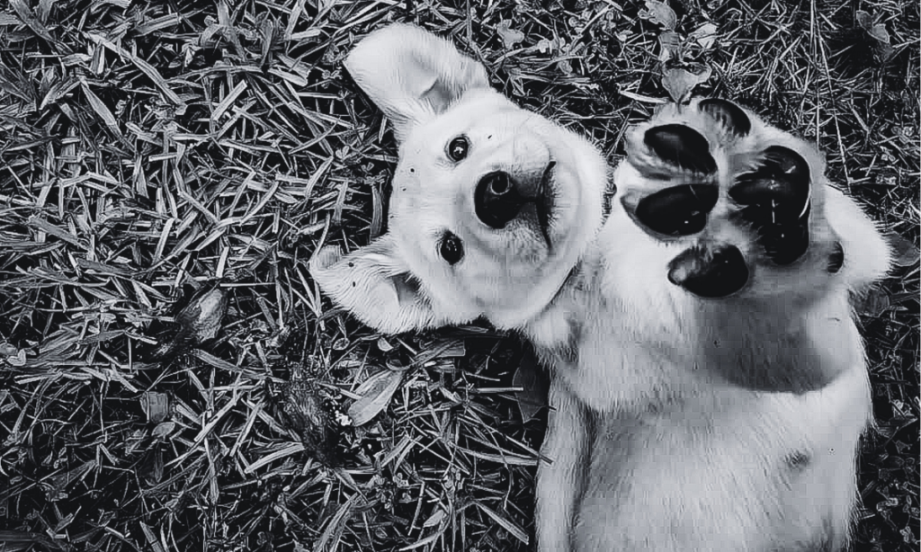 Interacción con perros impacta zona cerebral e induce respuestas emocionales positivas