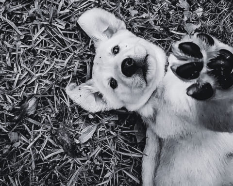 Interacción con perros impacta zona cerebral e induce respuestas emocionales positivas