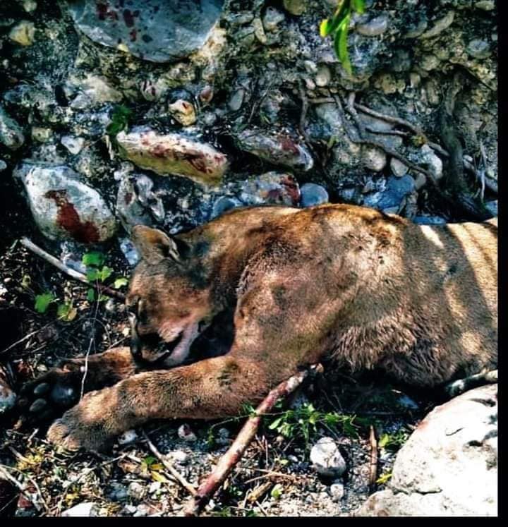 Hombre lucha cuerpo a cuerpo contra un puma y lo mata