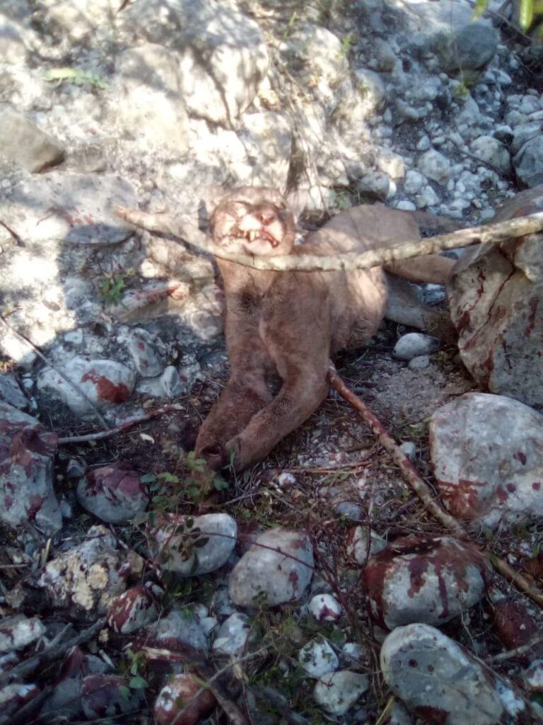 El Puma perdió la vida tras enfrentarse a campesino en Tamaulipas. Foto: X/Libro Negro