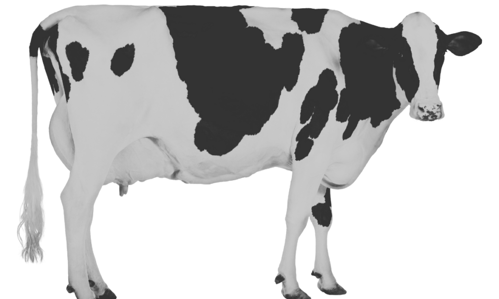 Logran producir insulina "humana" en una vaca modificada genéticamente