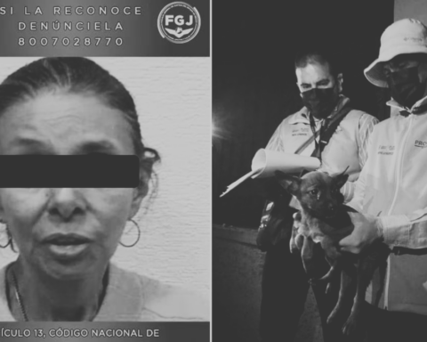 Mujer es detenida por maltrato animal, tenía 27 perros en condiciones de hacinamiento y desnutrición