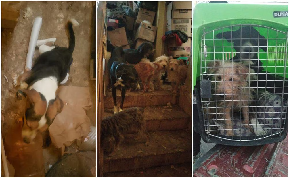Mujer es detenida por maltrato animal, tenía 27 perros en condiciones de hacinamiento y desnutrición