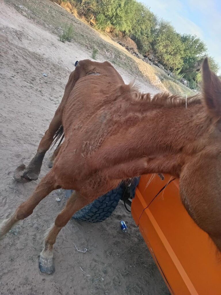 Hermosillo: Detienen a Luis Enrique “N” por cometer crueldad animal contra una yegua