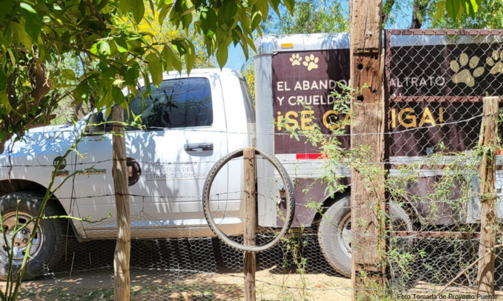 Hallan animales lesionados y sin vida en rancho de colonia La Manga