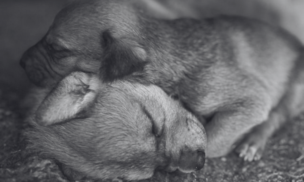 Hermosillo: Invita Huellas a Casa a la Primera Feria de Adopciones