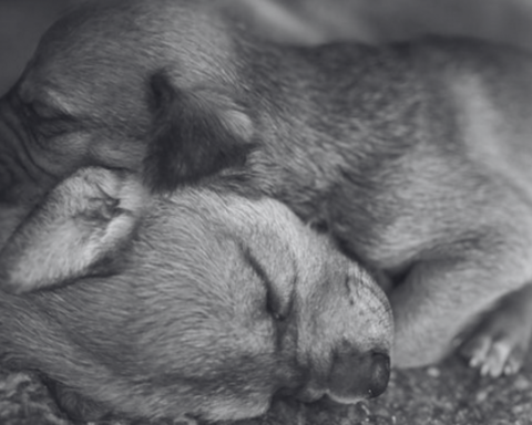Hermosillo: Invita Huellas a Casa a la Primera Feria de Adopciones