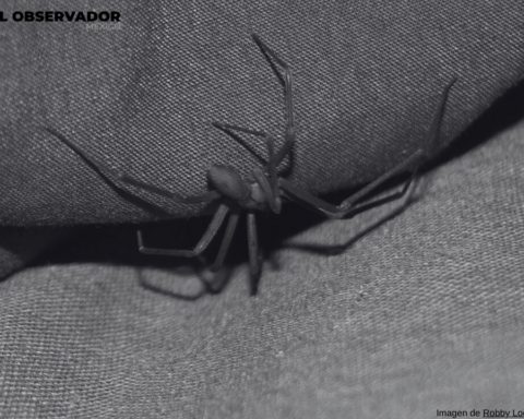 Guaymas: aumenta casos de picaduras de araña violinista