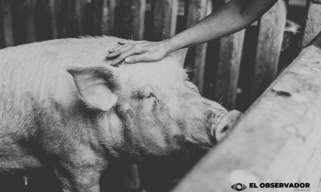 Cerdo ataca y mata a un adulto mayor, tenia mordeduras en pies, abdomen y órganos vitales