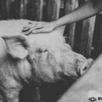 Cerdo ataca y mata a un adulto mayor, tenia mordeduras en pies, abdomen y órganos vitales