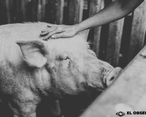 Cerdo ataca y mata a un adulto mayor, tenia mordeduras en pies, abdomen y órganos vitales