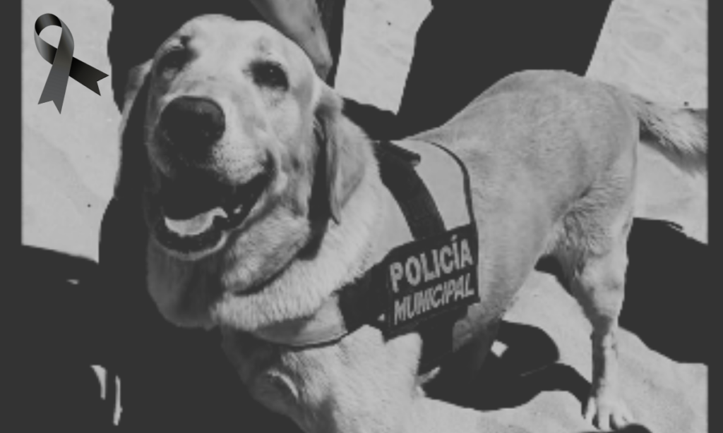 Muere Bubu, exbinomio K-9 de la Policía Municipal, a un año de su jubilación