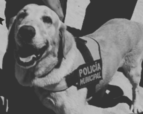 Muere Bubu, exbinomio K-9 de la Policía Municipal, a un año de su jubilación