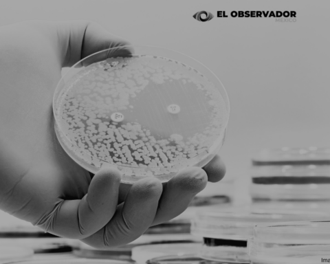 Identifican con la ayuda de la IA, casi un millón de posibles antibióticos naturales
