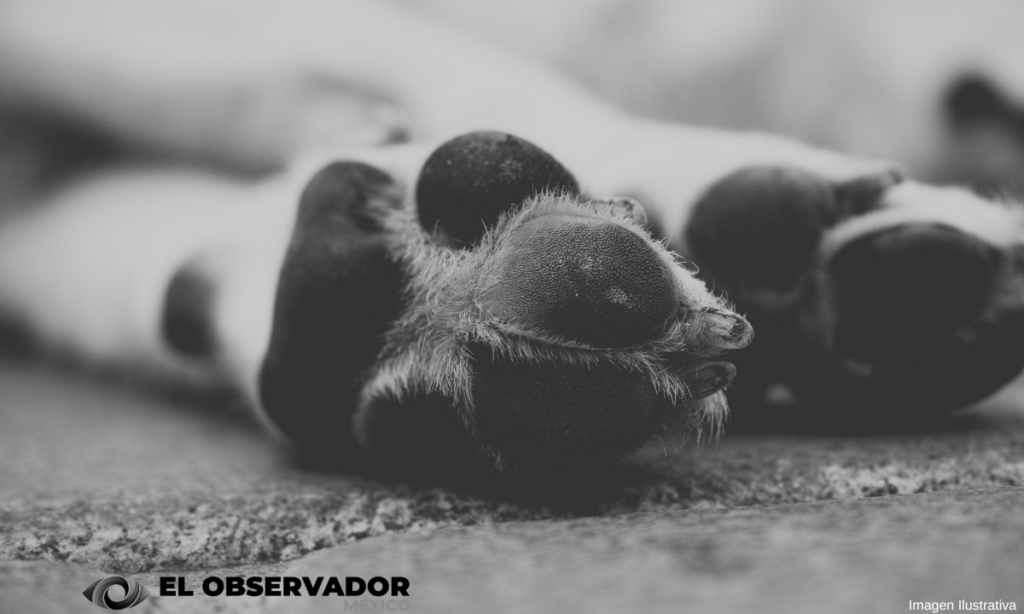 Sujeto mata cruelmente a puñetazos y con un hacha a un perrito