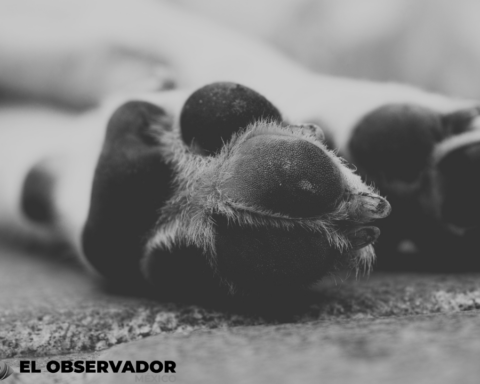 Sujeto mata cruelmente a puñetazos y con un hacha a un perrito