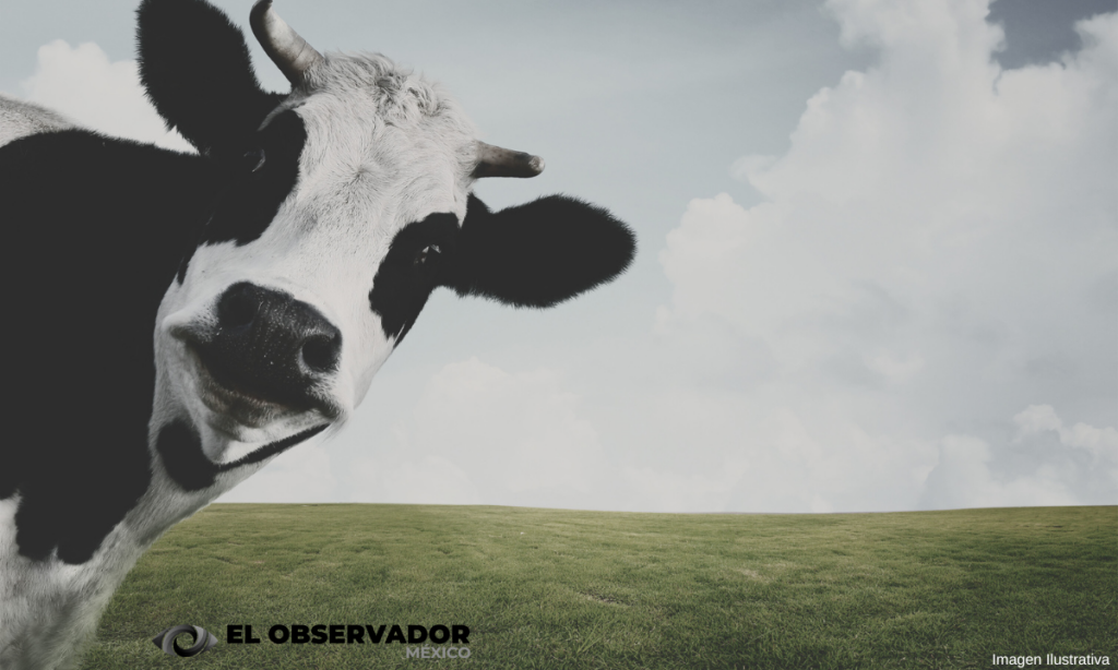 Dinamarca impondrá un impuesto sobre los "gases" de las vacas y cerdos desde 2030