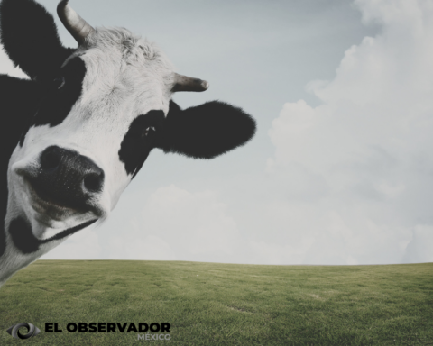 Dinamarca impondrá un impuesto sobre los "gases" de las vacas y cerdos desde 2030