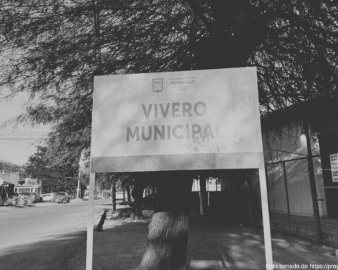 Hermosillo: realizarán donación masiva de árboles nativos este viernes 07 de junio