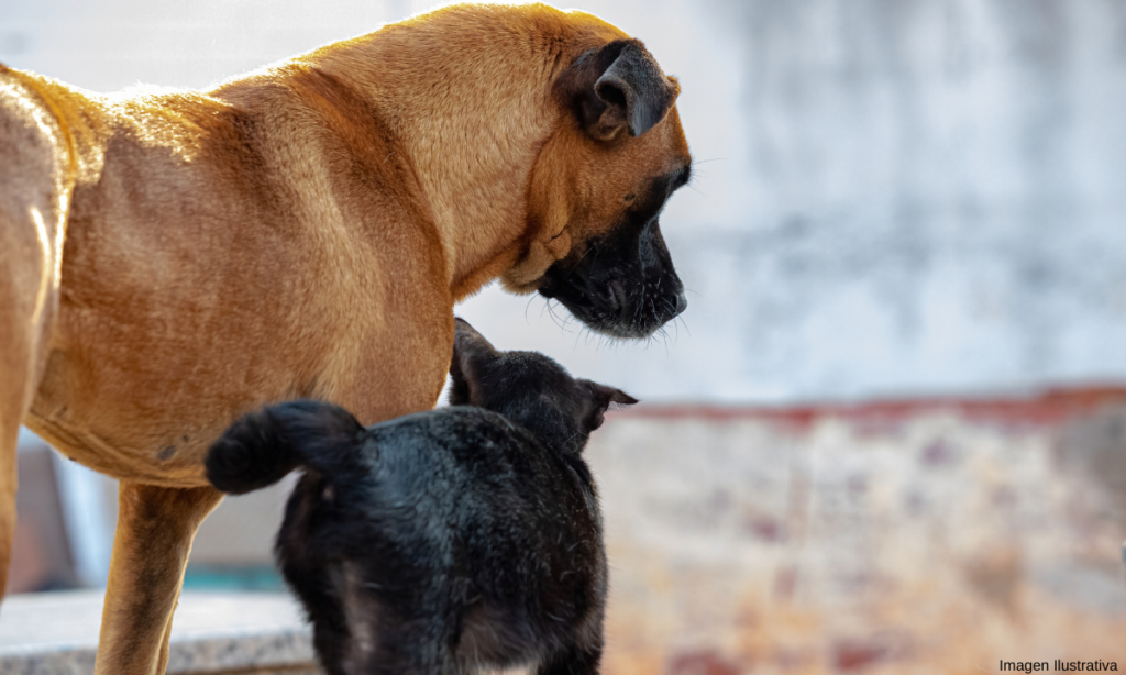 Cerca de 500 mil perros y gatos son abandonados al año en México