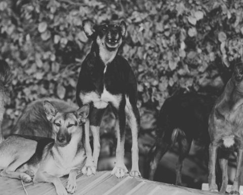 Jauria de perros