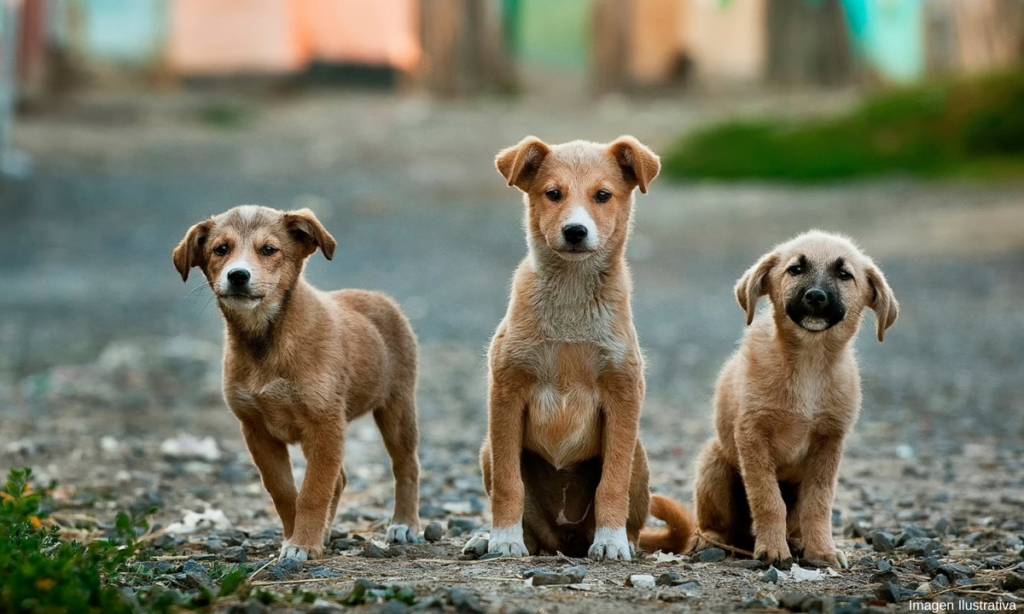 México, primer lugar en América Latina con perros y gatos en situación de calle