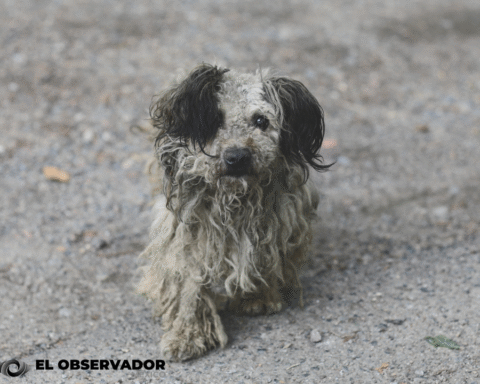 México, primer lugar en América Latina con perros y gatos en situación de calle