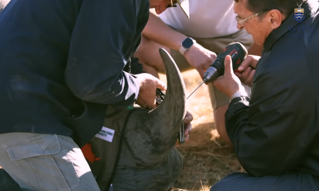 Cuernos radiactivos para frenar la caza furtiva