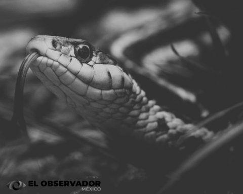 Hermosillo: ¡Cuidado con las serpientes! Se observa mayor avistamiento en jardines por calor y lluvias
