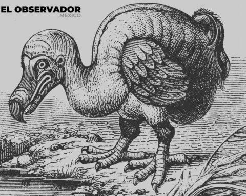dodo