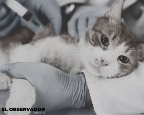 Protección Animal
