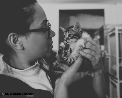 Hermosillo se Transforma con Nuevas Clínicas para el Bienestar Animal