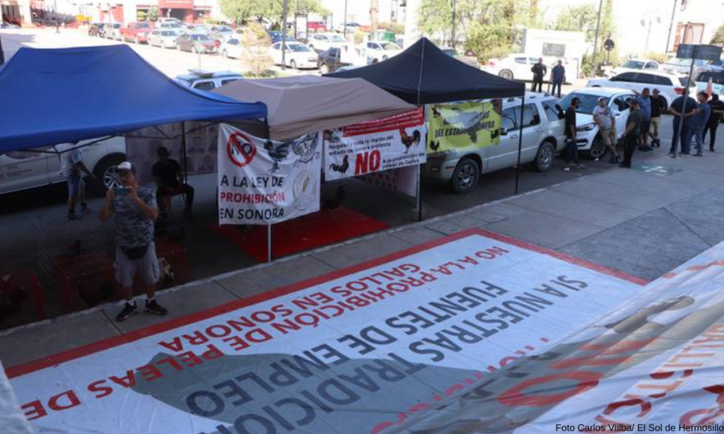 "Ya vamos a dejar de ser pasivos", amenazan Galleros tras levantar planton