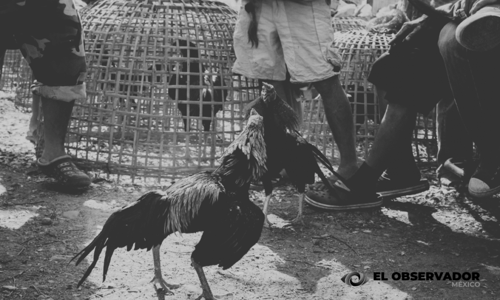 Anuncian galleros megamarcha en Hermosillo por "Ley Animal"