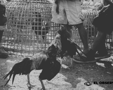 Anuncian galleros megamarcha en Hermosillo por "Ley Animal"