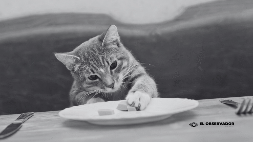 Retiran comida para gato contaminada con salmonela