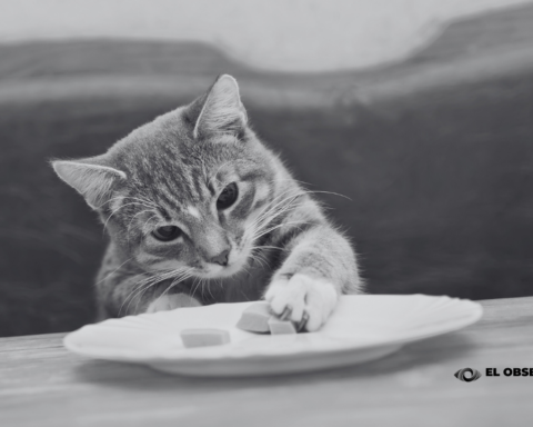 Retiran comida para gato contaminada con salmonela